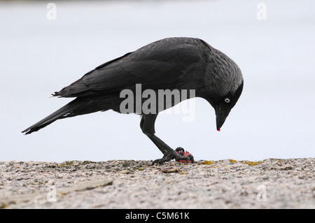 Corvus monedula choucas de manger un raisin. Banque D'Images