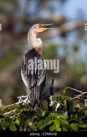 - Anhinga Wakodahatchee Wetlands - Delray Beach, Floride, USA Banque D'Images