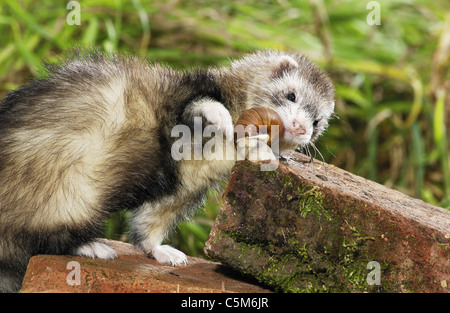 Putois domestique rongeant snail sur briques / Mustela putorius furo.f Banque D'Images