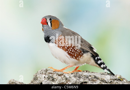 Diamant mandarin (Taeniopygia guttata). Les oiseaux adultes debout sur une pierre Banque D'Images