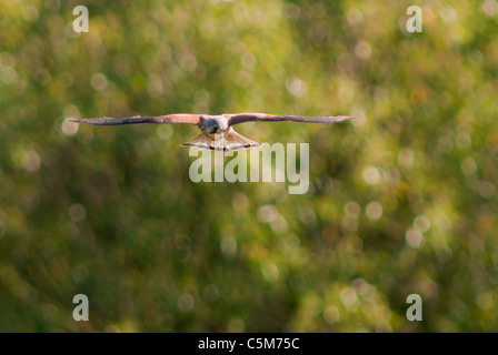 Kestrel mâle, Falco tinnunculus planant à la recherche de proies Banque D'Images