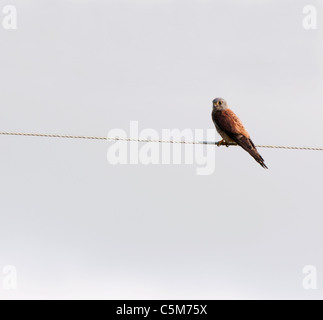 Faucon crécerelle, Falco tinnunculus mâle perché de câble de la ligne d'alimentation Banque D'Images