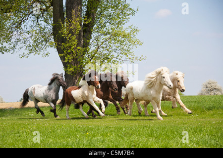 Troupeau de chevaux Islandais - Exécution sur meadow Banque D'Images