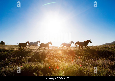 Cheval Pure race espagnol - herd on meadow Banque D'Images