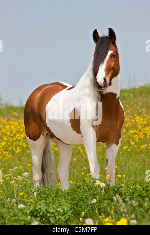Gypsy Vanner cheval. Pinto sur adultes meadow Banque D'Images