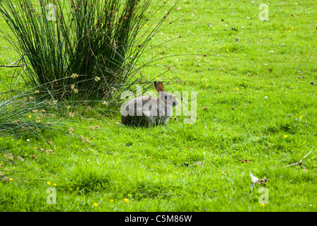 Lapin brun assis dans un champ Banque D'Images