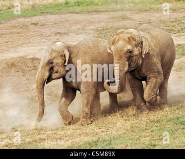 Deux éléphants asiatiques / Elephas maximus Banque D'Images