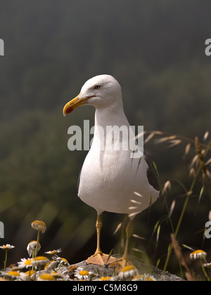 Portrait de verticale jaune adultes goéland, Larus cachinnans michahellis, des profils sur le sol. Banque D'Images