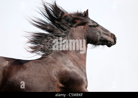 Poney Fell - portrait de cheval Banque D'Images