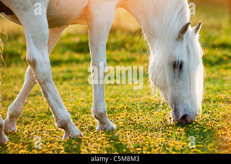 Cheval Lipizzan on meadow Banque D'Images