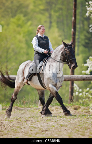 Femme équitation sur cheval Noriker Banque D'Images