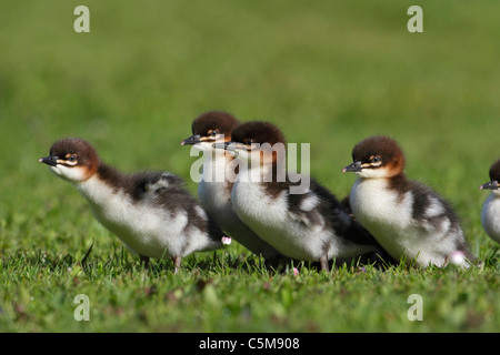 Grand Harle - l'envol on meadow Banque D'Images