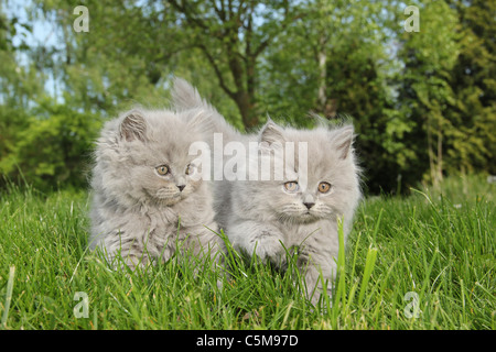 Deux chatons Highlander - standing on meadow Banque D'Images