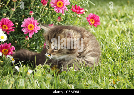 Chat domestique - chaton renifler du flower Banque D'Images