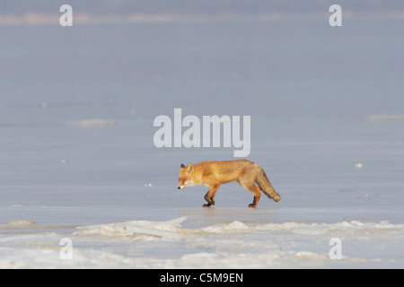 Renard roux sur un lac gelé / Vulpes vulpes Banque D'Images