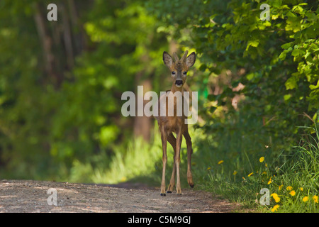 Chevreuil buck - debout / Capreolus capreolus Banque D'Images