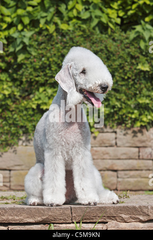 Bedlington Terrier. Chien adulte assis en face d'un mur Banque D'Images