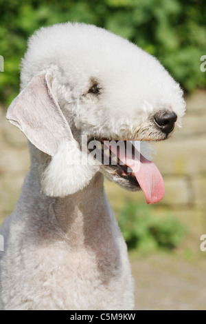 Bedlington Terrier dog - portrait Banque D'Images