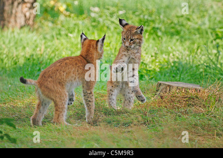 Deux jeunes lynx eurasien - lecture Banque D'Images