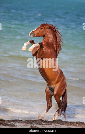 Barb horse à la plage - l'élevage Banque D'Images