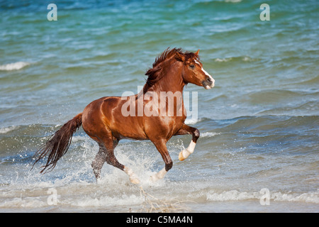 Barb horse - le galop dans l'eau Banque D'Images