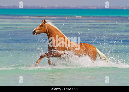 Barb horse - en cours dans l'eau Banque D'Images