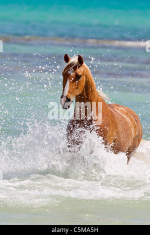 Barb horse - en cours dans l'eau Banque D'Images