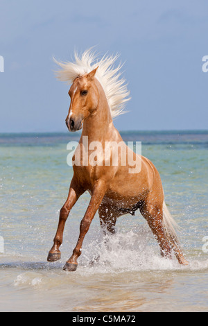 Barb horse - en cours dans l'eau Banque D'Images