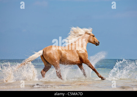 Barb horse - le galop dans l'eau Banque D'Images