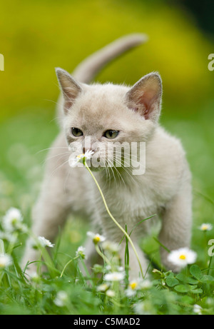 Chaton birman - sniffer du flower Banque D'Images