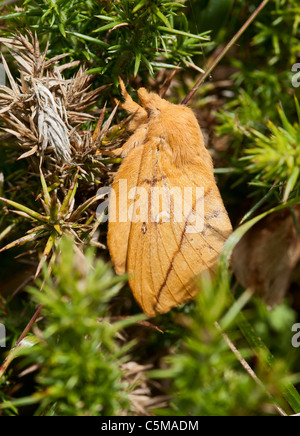 Oak eggar femelle papillon sur l'ajonc Banque D'Images