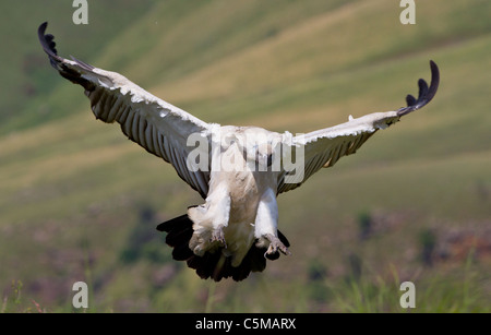 Vautour du cap en vol Banque D'Images