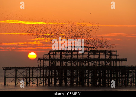 Troupeau d'étourneaux sur la jetée Ouest au coucher du soleil, Brighton, UK Banque D'Images