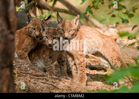 Les jeunes lynx d'Eurasie, Lynx lynx Banque D'Images