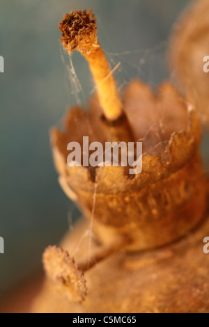 Ancien Bougeoir spider comme home Banque D'Images