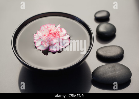 Oeillet rose et blanc flottant dans un bol noir avec pierres noires alignées sur le côté Banque D'Images