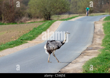 Nandou (Rhea americana). Les homme traversant une route. Mecklenburg-Vorpommern, Allemagne. Banque D'Images