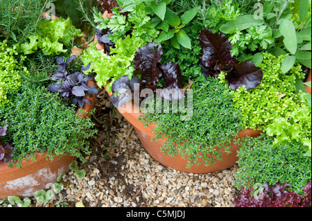 De plus en plus d'herbes en anglais Chalet jardin Banque D'Images