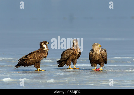 Aigle de Virginie (Haliaeetus albicilla). Et deux jeunes adultes debout sur la glace. Banque D'Images