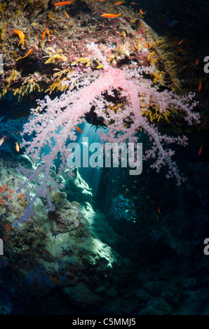 Beau récif de corail, Ras Zatar, parc national Ras Mohammed, Sinaï, Egypte, Mer Rouge Banque D'Images