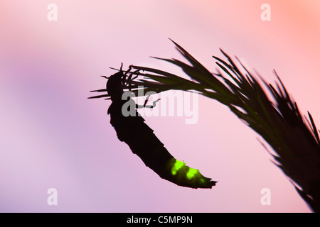 Glow Worm ; Lampyris noctiluca femelle ; la nuit rougeoyante, Cornwall Banque D'Images