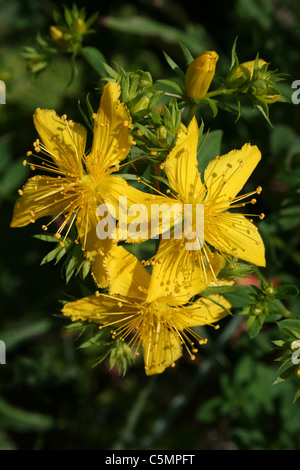 Perforer St John's-Millepertuis Hypericum perforatum Banque D'Images