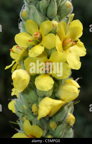 Close-up des fleurs d'une grande commune ou Verbascum thapsus Molène Banque D'Images