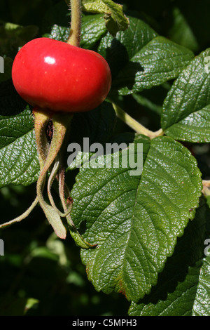 Rosa rugosa Rose japonais hanches Banque D'Images