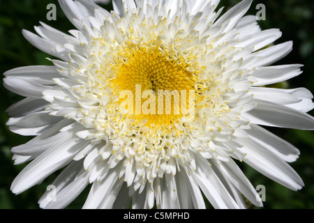 Close-up de fleur de chrysanthème blanc Banque D'Images