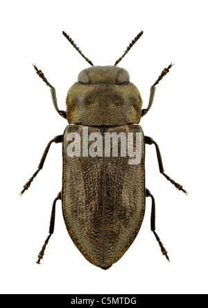 Macro d'Anthaxia quadripunctata isolé sur fond blanc. Banque D'Images