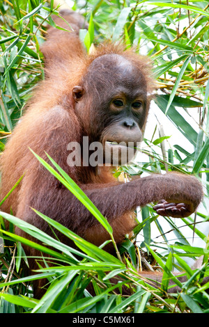 Rony, un enfant de sept ans orang-outan (Pongo pygmaeus), mange dans un arbre au centre de réhabilitation des Orang-outans de Sepilok près de Sandakan. Banque D'Images