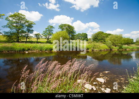 La rivière Ribble près de Clitheroe, Lancashire, Royaume-Uni. Banque D'Images