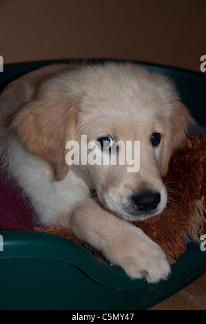 Un chiot golden retriever, dans son lit avec son jouet favori, espiègle, à 12 semaines. Banque D'Images