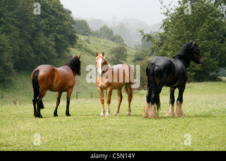 Trois chevaux dans un pré, en Normandie (France). Banque D'Images